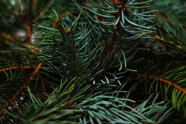 istock Defocus green Christmas fir tree branches background. Christmas pine tree wallpaper. Copy space. New Year theme. Natural abstract green branches background. Out of focus 1344655423