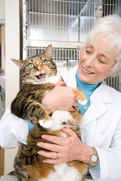 A cat takes a visit to the vet. 