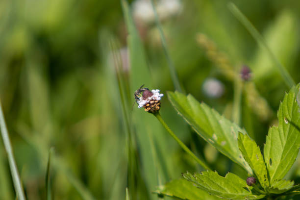 I took about a million photos of this bee. Here's the only good one.