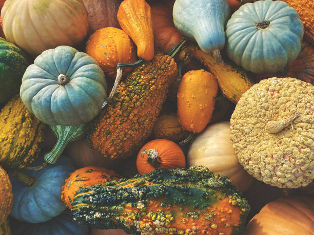 pila de calabazas de otoño multicolores, calabazas y calabazas verduras tomadas directamente desde arriba para el fondo de las fiestas de acción de gracias y halloween - calabaza gigante fotografías e imágenes de stock