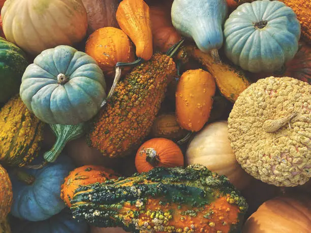 Stack of Multicolored Fall Pumpkins, Squash and Gourds Colorful Vegetables Texture Shot from Directly Above for Thanksgiving and Halloween Holidays Background