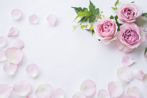 Flowers, pink, cards, background