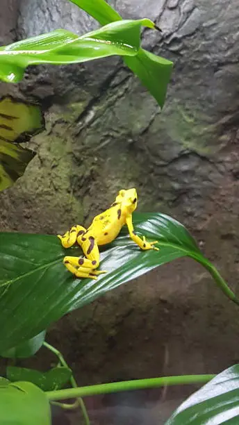 Photo of Yellow frog sitting on a leaf