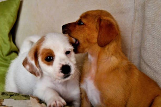 istock Playing biting the doggy brother's ear 1344660687