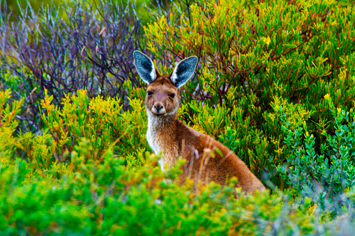 Tasmanian Tranquility: A Captivating Portrait of a Wallaby in the Wilderness