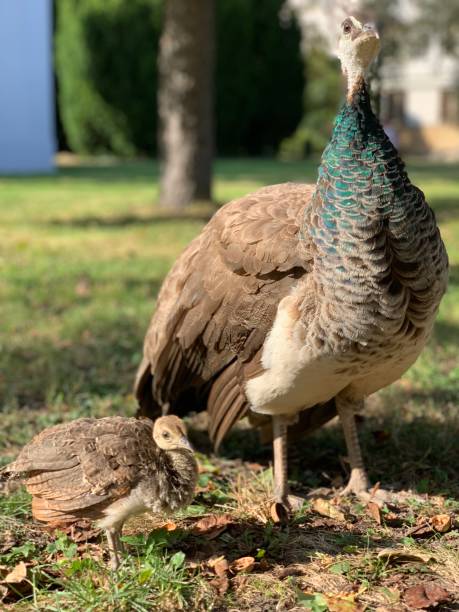 istock Proud peahen mothers with peafowl chick 1344661999