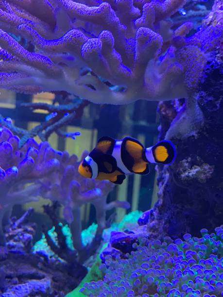 istock Clown fish in aquarium 1344663763