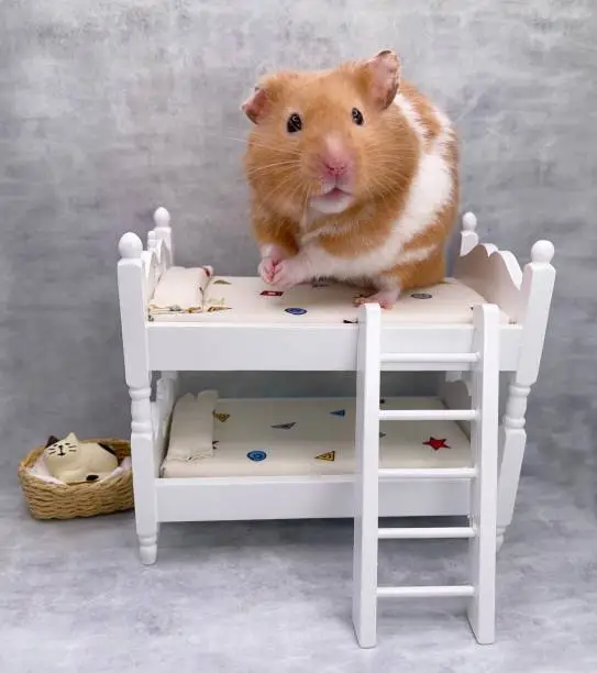 Golden hamster in his grey bedroom