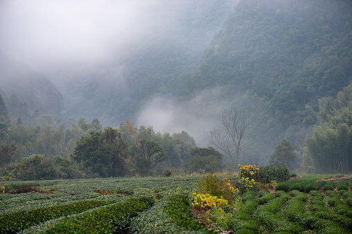 Tea mountain and forest in morning fog