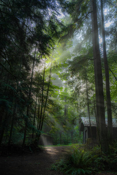 istock Cabin In The Foggy Woods 1344667239