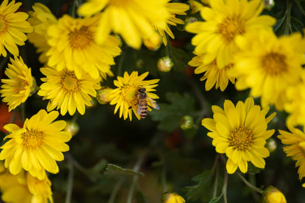 Picking Chrysanthemums for tea in China