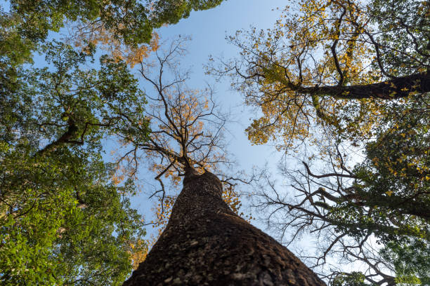 istock There are many strange looking trees in the wild 1344667373