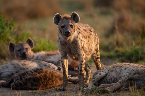 istock Hyena in the Mara, Africa 1344669008