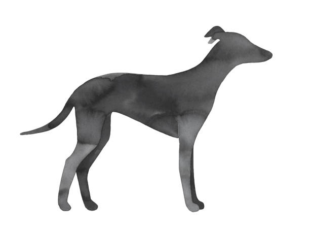 立ちホイペット子犬シルエットの不機嫌な水色イラスト。 - italian greyhound点のイラスト素材／クリップアート素材／マンガ素材／アイコン素材