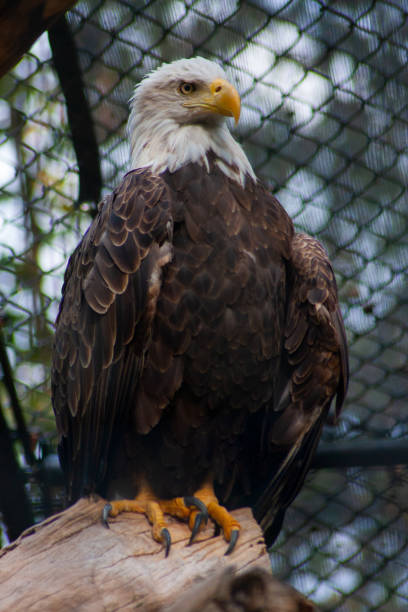 istock A Captive American Bald Eagle Perched On A Log - Haliaeetus leucocephalus 1344677150