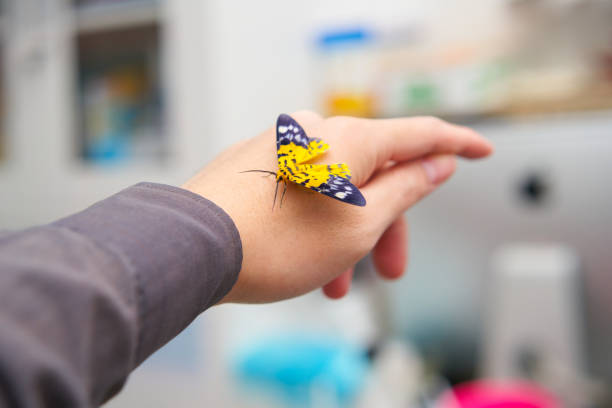 istock pet butterfly on hand finger in room 1344677252