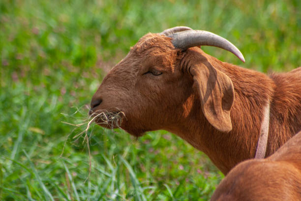istock Profile Of A Brown Goat Eating Some Hay 1344677317