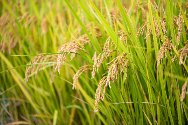 istock Ripe autumn rice farmed in Korea 1344679922
