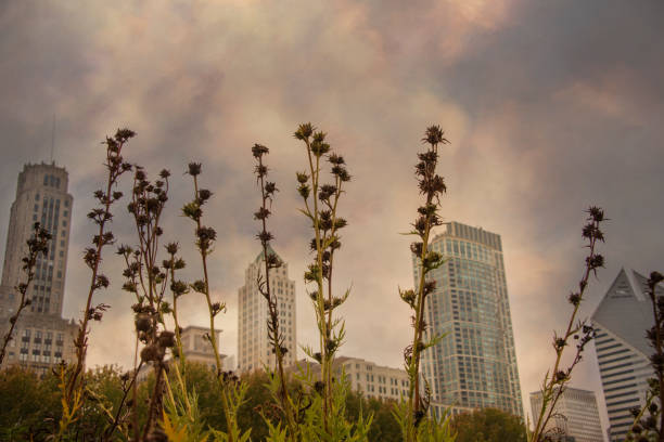 tall dried flowers against the sky with Chicago buildings in the background