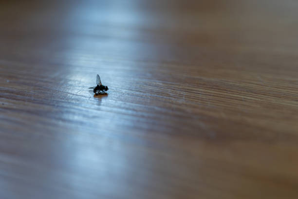 Macro Photo of Horse Fly - Tabanus  - 9 Images Staking