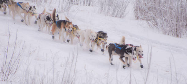Glennallen, Alaska, USA, January 6, 2021 Dogs of The Sled - Copper Basin 300 - Dogsled dogs have been putting in many hours In preparation for this moment. All the practice time is now a reality as the dogs make their way down the trail. They must work together as a team  Despite the frigid temperatures, of 50 below, the dogs are excited and electrified.  The winners will be the ones who worked together and are successful.