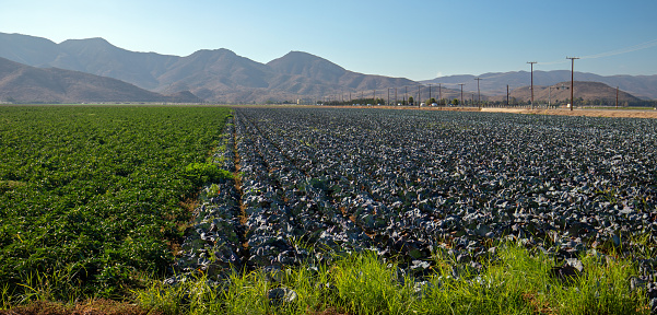 Agriculture Produce Farm Field in Camarillo California United Statesd