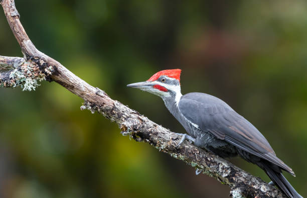 Male pileated woodpecker " Dryocopus pileatus " A male pileated woodpecker " Dryocopus pileatus " perches on a branch looking for food. pileated woodpecker stock pictures, royalty-free photos & images