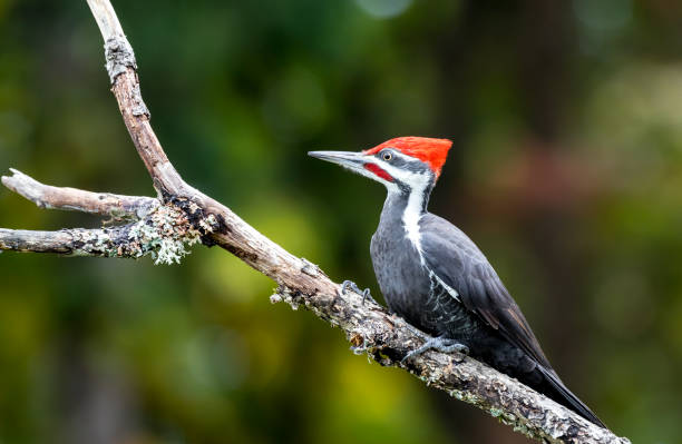pica-pau empilhado macho " dryocopus pileatus " - pileated woodpecker animal beak bird - fotografias e filmes do acervo