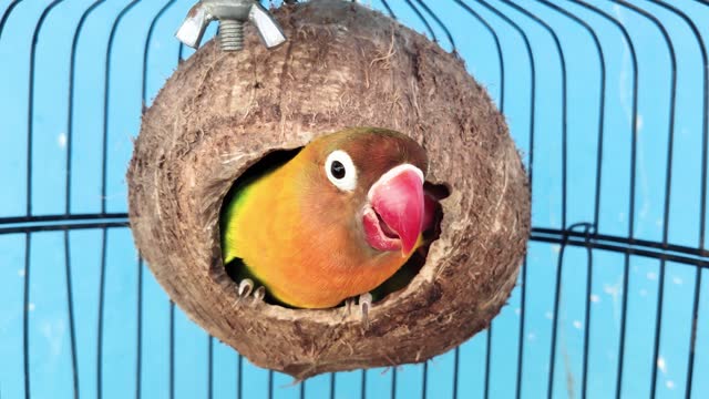 40+ Bird Nest And Lovebird Stock Videos And Royalty-Free Footage - Istock