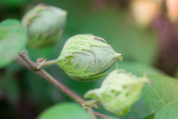 frutas de algodão de variedade híbrida tailandesa orgânica ou bola de algodão nas culturas de algodão no campo de algodão índia - transgenic cotton - fotografias e filmes do acervo