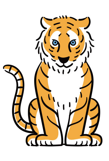 ilustrações, clipart, desenhos animados e ícones de ilustração da frente de um tigre sentado material de cartão tiger ano - seated tiger