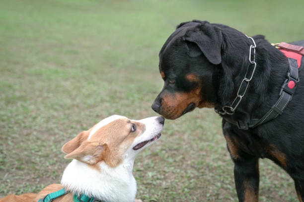 istock Two dogs sniff or greet one another 1344687399