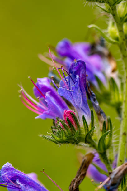 istock Echium vulgare flower growing in field, close up 1344687603