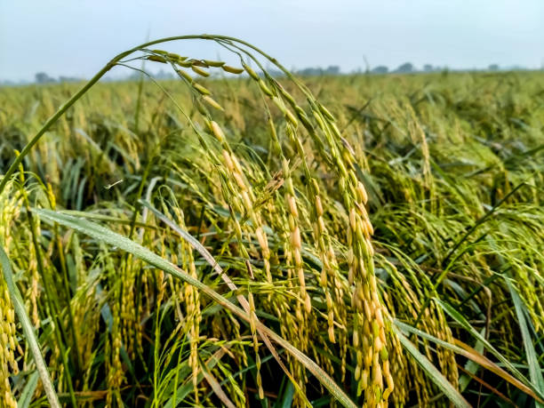istock Rice grains are hanging. 1344688374