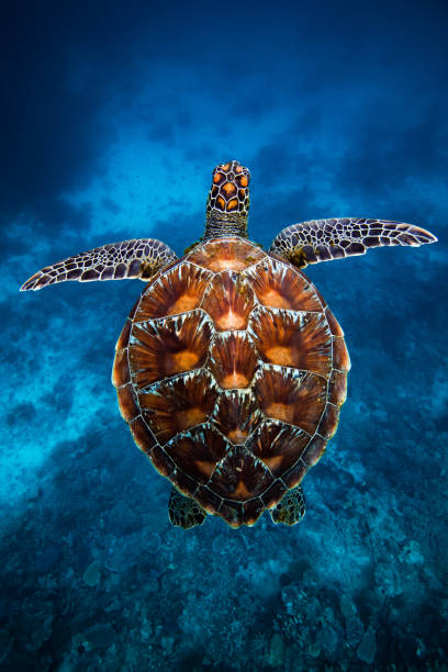 Flying turtle Turtle sours over the Great Barrier Reef green turtle stock pictures, royalty-free photos & images