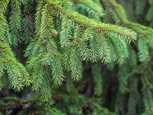 istock Background of green spruce branches in sunset light 1344690881
