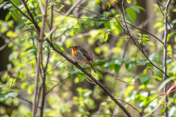 istock European Robin, Erithacus rubecula, song bird sits on tree in the spring forest or park 1344695028