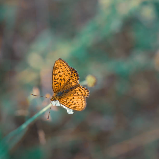 istock Orange arginini butterfly on flower - summer background 1344697572