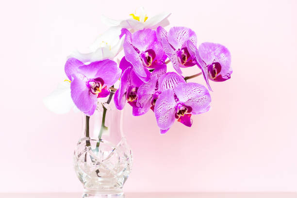 istock Beautiful orchids in a vase on a pink background. 1344699540