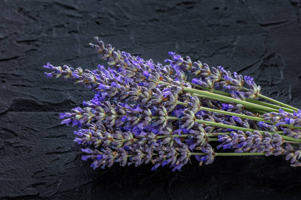 lavender flower bouquet on a black background. aromatic herb - alternative medicine herb garden plant flower imagens e fotografias de stock