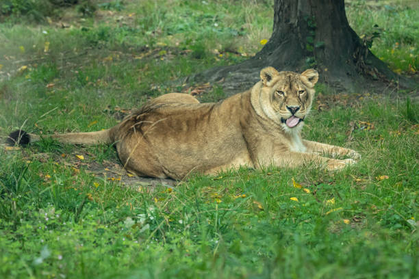 istock Lioness resting on the grass after eating 1344700513