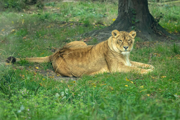 istock Lioness resting on the grass after eating 1344700539