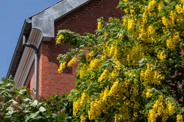 laburnum - pioggia d'oro alla fine del timpano - gable end foto e immagini stock