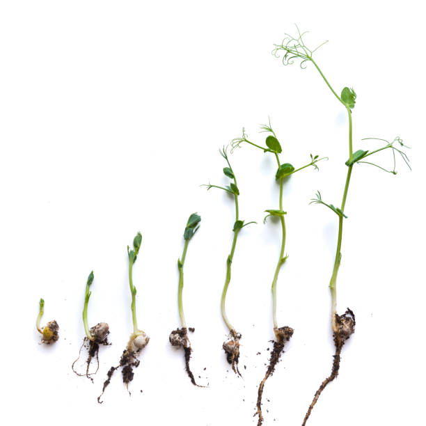 istock micro greens pea shoots in different grown stages lined up in a row against a white background 1344701443