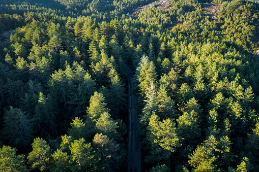 View from above, stunning aerial view of a green forest with a road surrounded by beautiful pine trees. Mount Limbara (Monte Limbara) Sardinia, Italy.