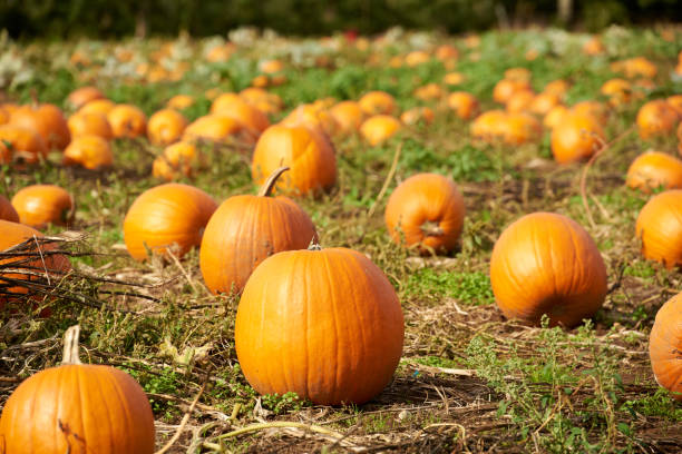 istock Halloween - pumpkins in the field 1344702868
