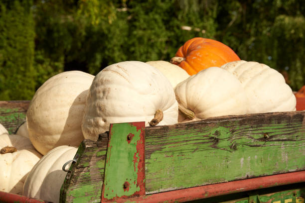 istock White pumpkins on a truck with one single orange pumpkin 1344702937