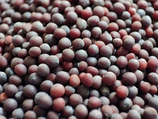 istock Closeup view of mustard seeds 1344704091
