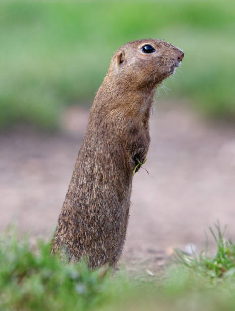 istock European ground squirrel eat on green meadow, Spermophilus citellus 1344704174