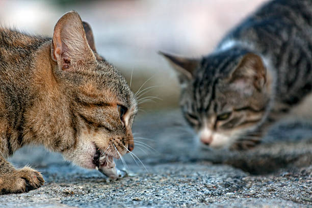 cat'n pescado - foto de stock